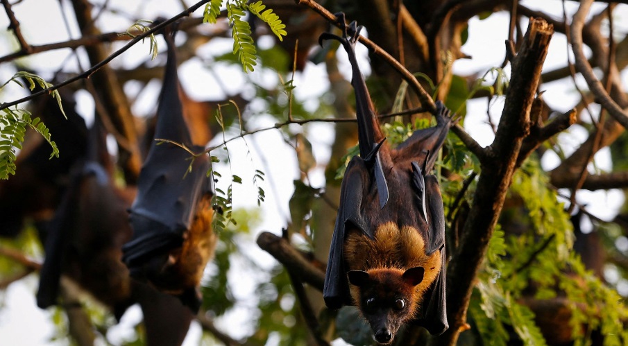 Scientists Discover 20 Previously Unknown Viruses Linked to Deadly Human Diseases in Chinese Bats